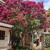 吉宅紫薇树