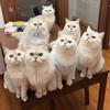 养了七只🐱