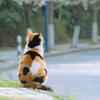 小猫爱看花