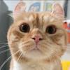 恰恰是只卷耳猫