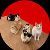 九九的猫崽天团