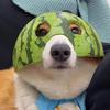 白嫖怪