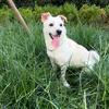 嘟嘟中华田园犬
