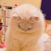 景屿·想养100只猫🐱