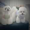 沸点feidian Pet