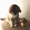 猛面女侠