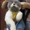 🌈猫