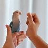 江楠鹦吾姐