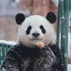无敌先生