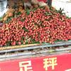 水果昌（陈氏果业）