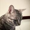 猪猪汤包