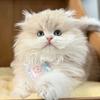 长沙家庭猫舍-小小P（出🐱）