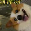 羊咩咩坨