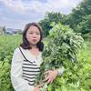 桐柏大叶艾