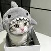 小鲨鱼🦈