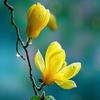 范花似锦