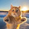 猫meme小剧场