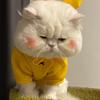 薅🐏猫