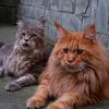 SHACO成都萨科缅因猫舍