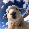 羊羊乐🐑