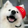游戏日报社