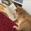 小胖猫爱看书