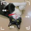 喵喵（钢琴自学版）