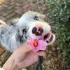 瑶瑶的凡凡
