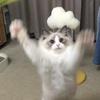 椰椰奶斯