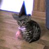 仗义猫猫侠
