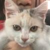 性感小野猫ᖰ･◡･ᖳ