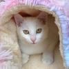 李姐的猫狗联萌（省钱版）