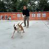 柳州狗哥训犬
