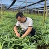 云南百苗中药材种植