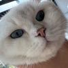 睡睡猪咪