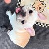 麦兜🐷日记📔