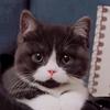 网红猫宋公子