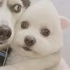 小祁 OvO