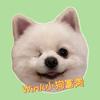 Wink小狗 富贵