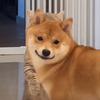 卓资Uzi
