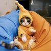 邪修小猫kiko