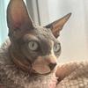 熙熙是只猫