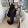 猫先生