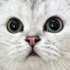 茉莉拿铁😽😺
