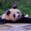 烏鴉🐼