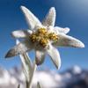 雪绒花