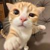 橘子猫meme