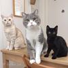 小猫爱分享