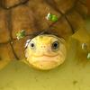 little turtle