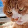 家有猫三宝